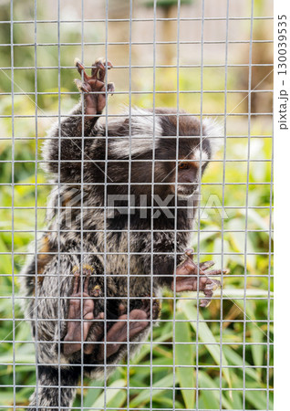 Two pygmy marmosets on a branch in cage at the zoo Two pygmy marmosets on a branch in cage at the zoo 130039535