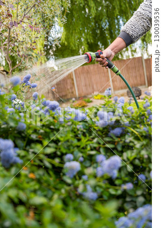 Male hand with hose and water jet watering the garden Male hand with hose and water jet watering the garden 130039536