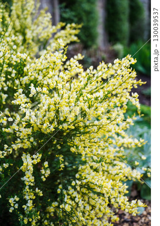 Blooming yellow flowers of Cytisus scoparius, Scotch broom Blooming yellow flowers of Cytisus scoparius, Scotch broom 130039537