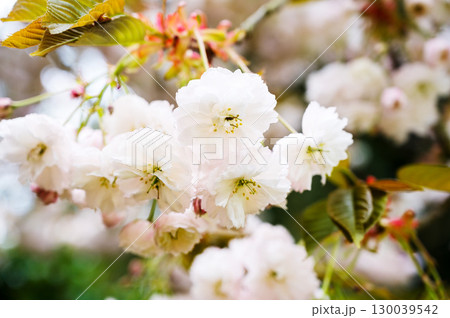 Double-flowered cherry blossoms yaezakura, Japanese cherry trees in bloom, Spring time 130039542