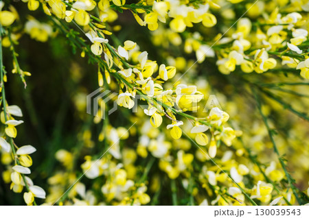 Blooming yellow flowers of Cytisus scoparius, Scotch broom 130039543