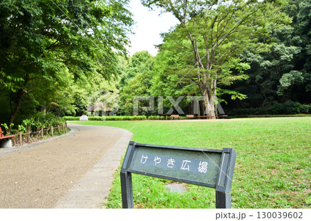 夏の林試の森公園 130039602