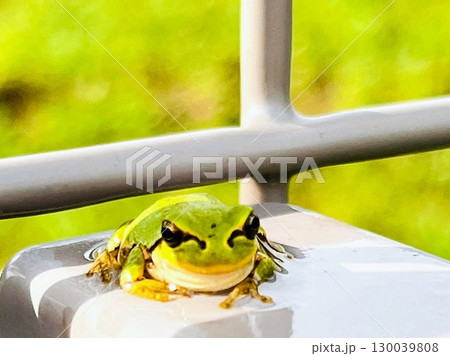 鮮やかな緑のアマガエル 夏・梅雨の季節を感じる可愛い小さな生き物 鮮やかな緑のアマガエル 夏・梅雨の季節を感じる可愛い小さな生き物 130039808