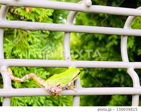 鮮やかな緑のアマガエル 夏・梅雨の季節を感じる可愛い小さな生き物 鮮やかな緑のアマガエル 夏・梅雨の季節を感じる可愛い小さな生き物 130039815