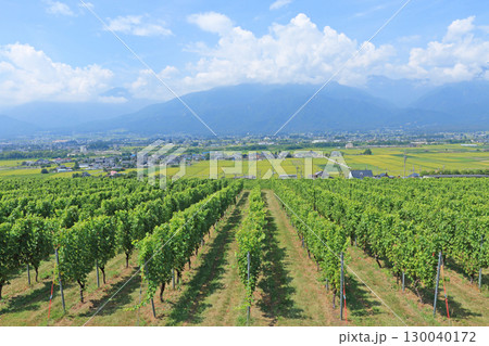 安曇野を望む8月のワイン用ブドウ畑 安曇野を望む8月のワイン用ブドウ畑 130040172