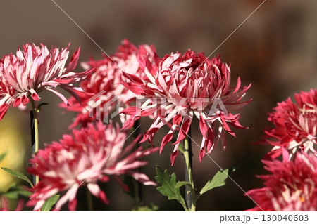 咲きほこる江戸菊　菊の花　鑑賞花 130040603