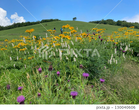 夏山の草原 吾妻山 広島県庄原市比和町 ハンカイソウ イブキトラノオ アザミ 夏山の草原 吾妻山 広島県庄原市比和町 ハンカイソウ イブキトラノオ アザミ 130040606
