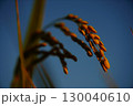 夕暮れに染まる稲穂 130040610
