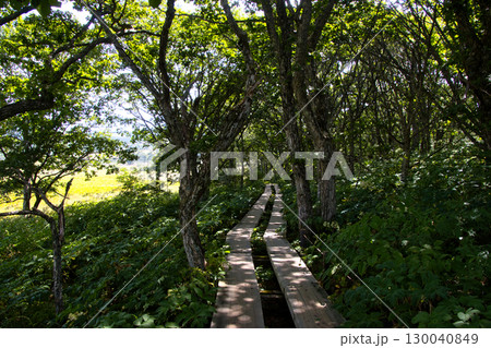 夏の八島湿原(八島ヶ原湿原)木道 長野県下諏訪町 夏の八島湿原(八島ヶ原湿原)木道 長野県下諏訪町 130040849