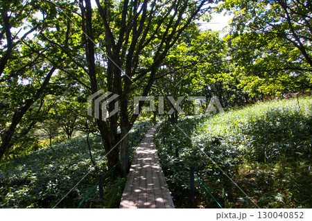 夏の八島湿原（八島ヶ原湿原）木道　長野県下諏訪町 130040852