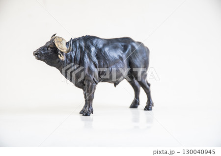 African wild buffalo on isolated background 130040945