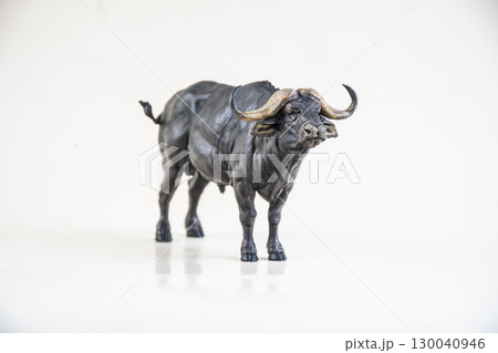African wild buffalo on isolated background 130040946