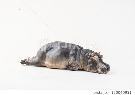 hippopotamus on isolated background hippopotamus on isolated background 130040951