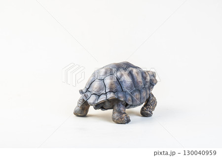 Galapagos giant tortoise on isolated background 130040959