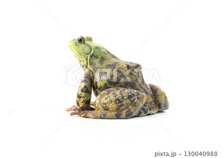 frog on isolated background frog on isolated background 130040988