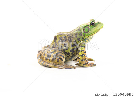 frog on isolated background 130040990