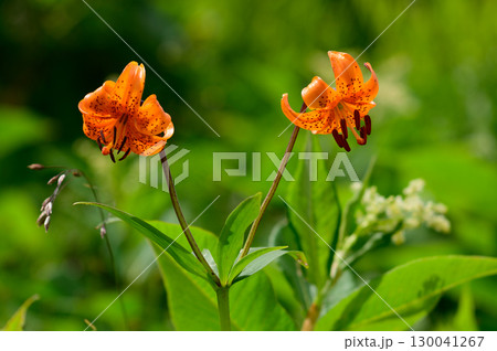 クルマユリ 130041267