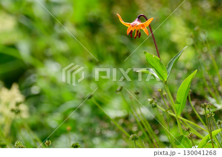 クルマユリ 130041268