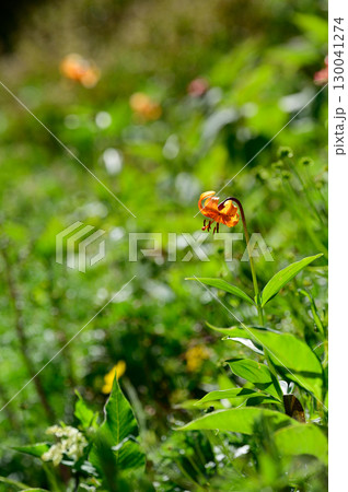 クルマユリ 130041274