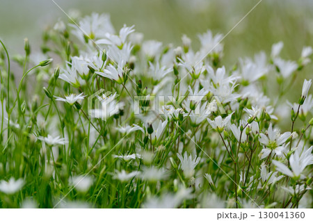 イワツメクサの群生 130041360