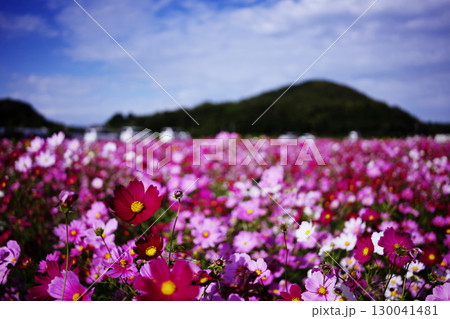 コスモス畑に映えるコスモス 130041481