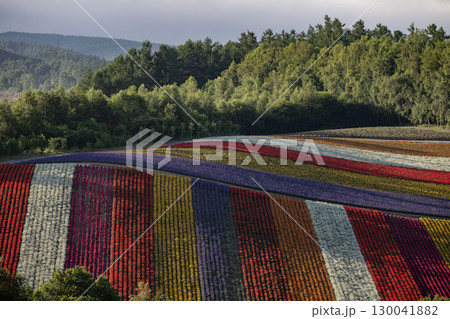 夏の色彩の丘 夏の色彩の丘 130041882