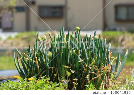 ネギ坊主 130041936