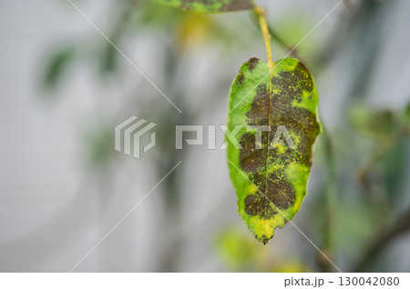 Black spot on rose leaves. Black spot is a fungal disease (Diplocarpon rosae) that affects roses. Black spot on rose leaves. Black spot is a fungal disease (Diplocarpon rosae) that affects roses. 130042080
