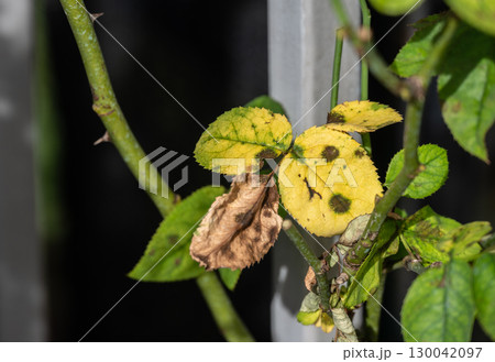 Black spot occurs on yellow rose leaves. Black spot is a fungal disease (Diplocarpon rosae) that affects roses. Black spot occurs on yellow rose leaves. Black spot is a fungal disease (Diplocarpon rosae) that affects roses. 130042097