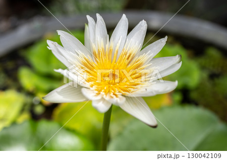 A white lotus flower blooming. Lotus are aquatic perennials producing prized flowers rise above water.  130042109