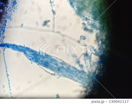 カビの菌糸の束 カビの菌糸の束 130042117