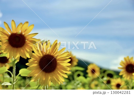 ひまわりと山と青空　北海道有珠郡 130042281