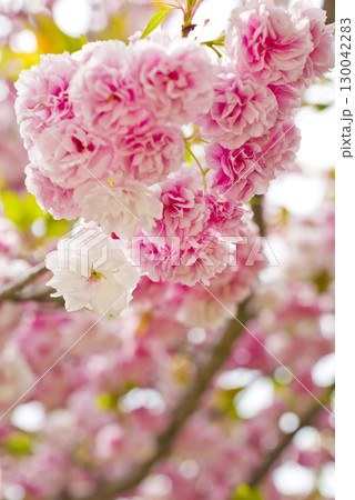 公園のサトザクラ（里桜）の花が満開です。学名はPrunus serrulataです。 130042283