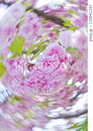 公園のサトザクラ(里桜)の花が満開です。学名はPrunus serrulataです。 公園のサトザクラ(里桜)の花が満開です。学名はPrunus serrulataです。 130042287