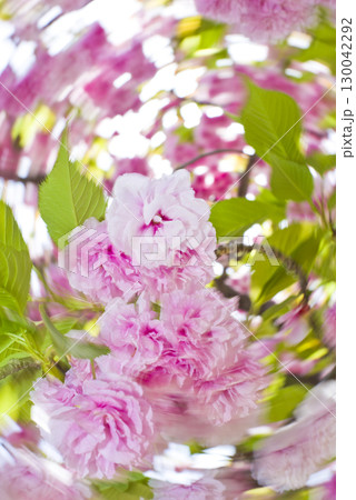 公園のサトザクラ（里桜）の花が満開です。学名はPrunus serrulataです。 130042292