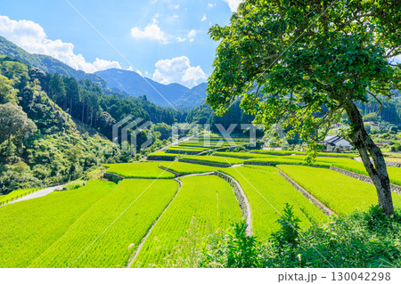 夏の竹地区の棚田　福岡県朝倉郡 130042298