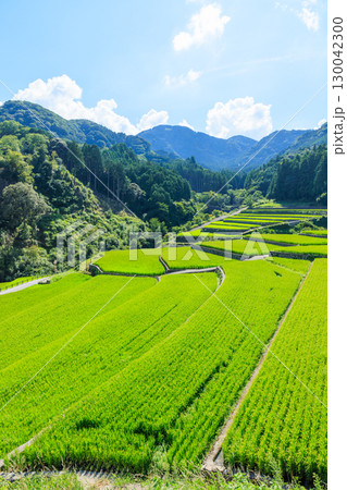 夏の竹地区の棚田 福岡県朝倉郡 夏の竹地区の棚田 福岡県朝倉郡 130042300