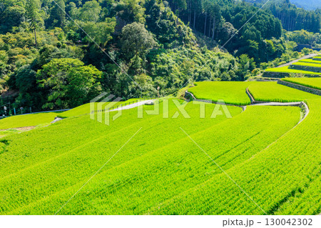 夏の竹地区の棚田 福岡県朝倉郡 夏の竹地区の棚田 福岡県朝倉郡 130042302
