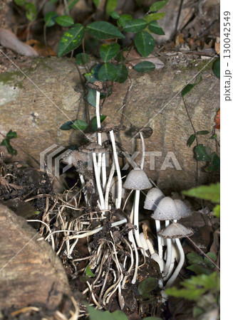 森の朽木に自己溶解するヒトヨタケキノココロニー（縦長・アウトドアフィールド菌＆キノコ類マクロ撮影） 130042549