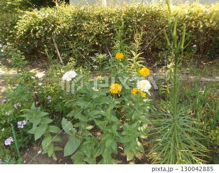 こじま花の会花畑の百日草の花 こじま花の会花畑の百日草の花 130042885