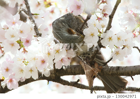 桜の花をついばむヒヨドリ 130042971