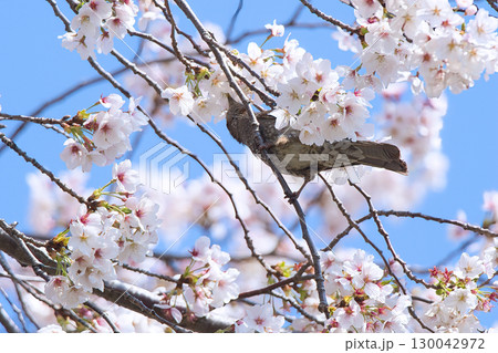 桜の花の蜜を吸うヒヨドリ 130042972
