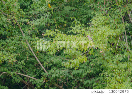 枝葉に隠れるイカル 130042976