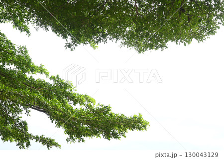 big tree with green leaf on white sky in springtime 130043129