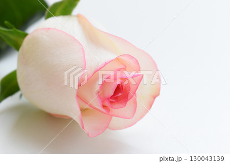 beautiful pink rose flower isolated on white background, valentine day 130043139