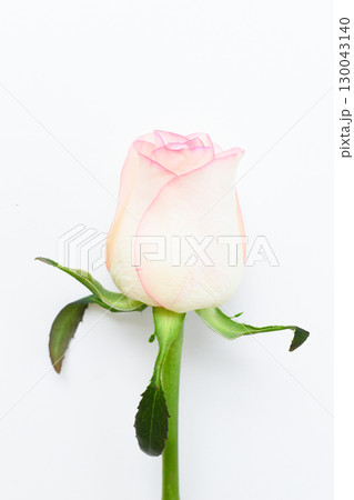 beautiful pink rose flower isolated on white background, valentine day beautiful pink rose flower isolated on white background, valentine day 130043140