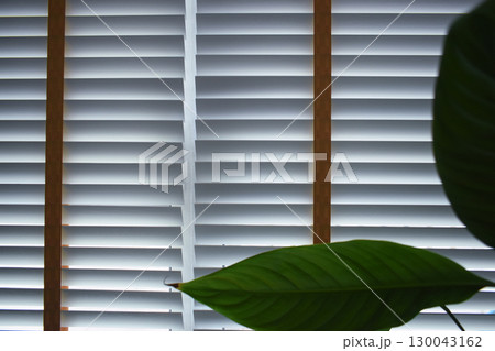 white window blinds and green leaf in home, object for decorate interior of house white window blinds and green leaf in home, object for decorate interior of house 130043162