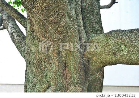 ごつごつのシラカシの樹皮（夏、八月） 130043213