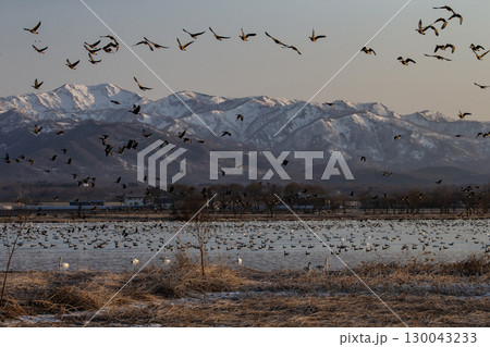 野鳥の楽園宮島沼 130043233
