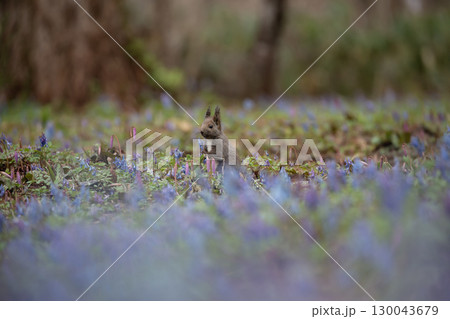 エゾエンゴサクの森 130043679